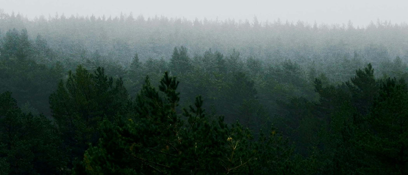 trees in a forest covered with fog