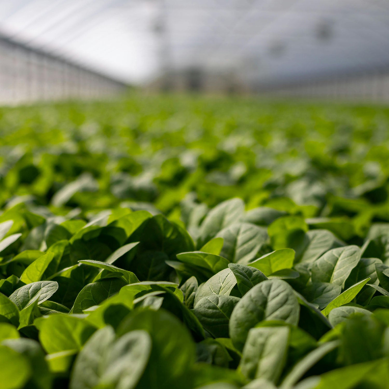 green plants in a greenhouse