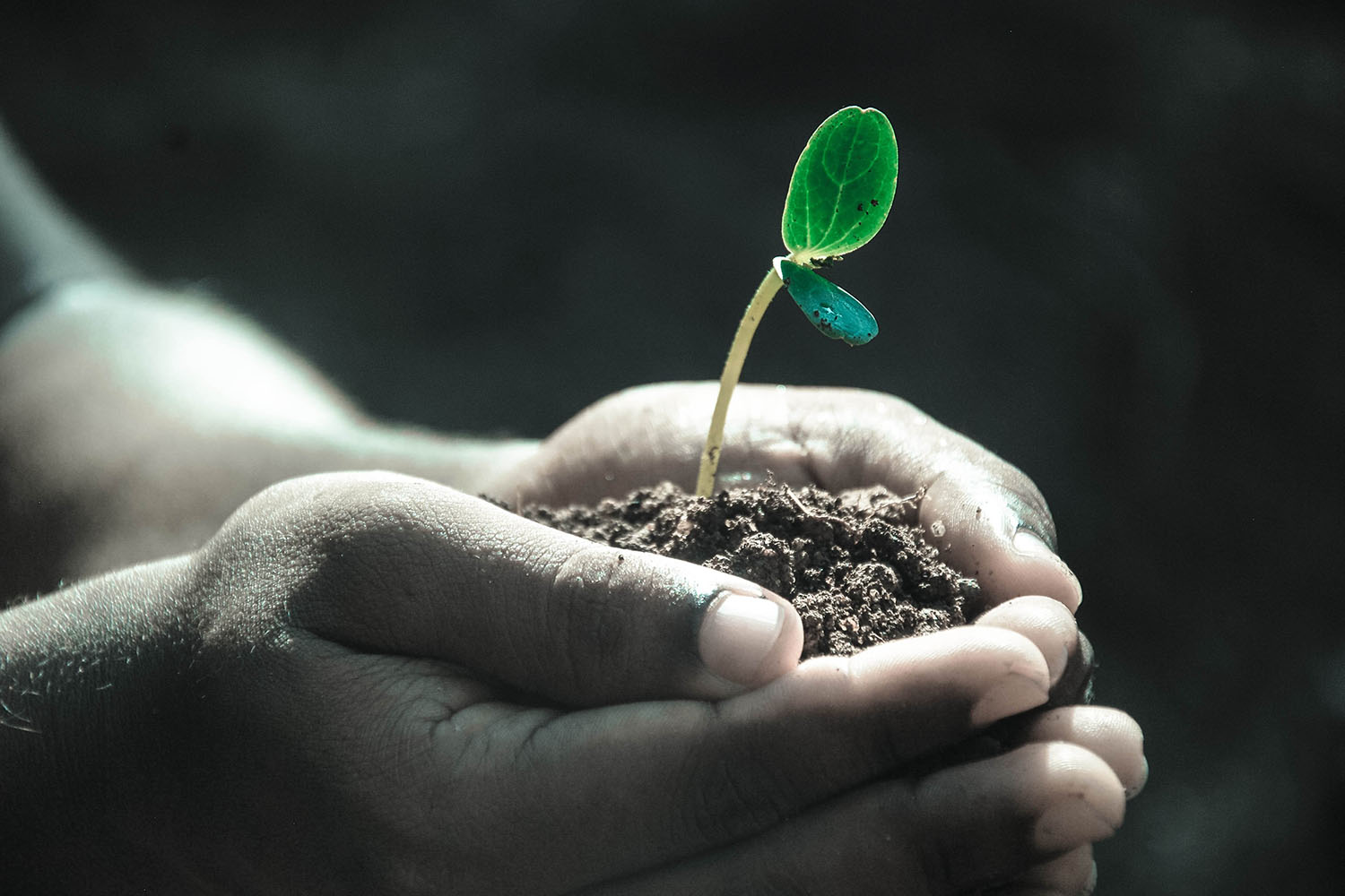 hands holding soil with a plant stem and leaf