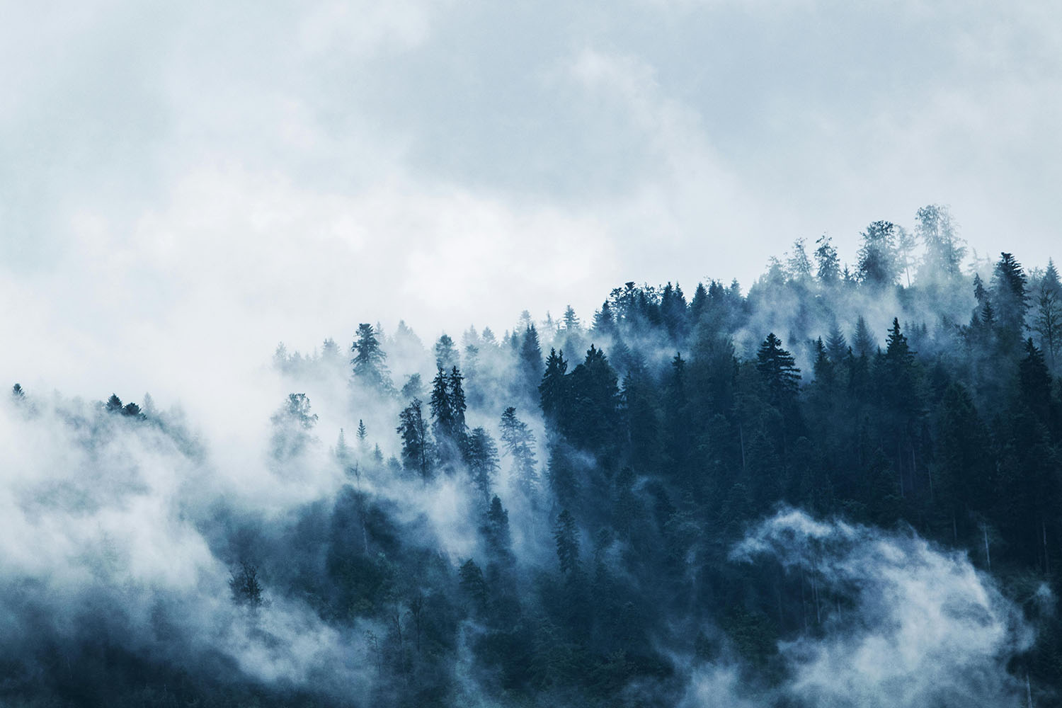 Fog rising from a forest of pine trees