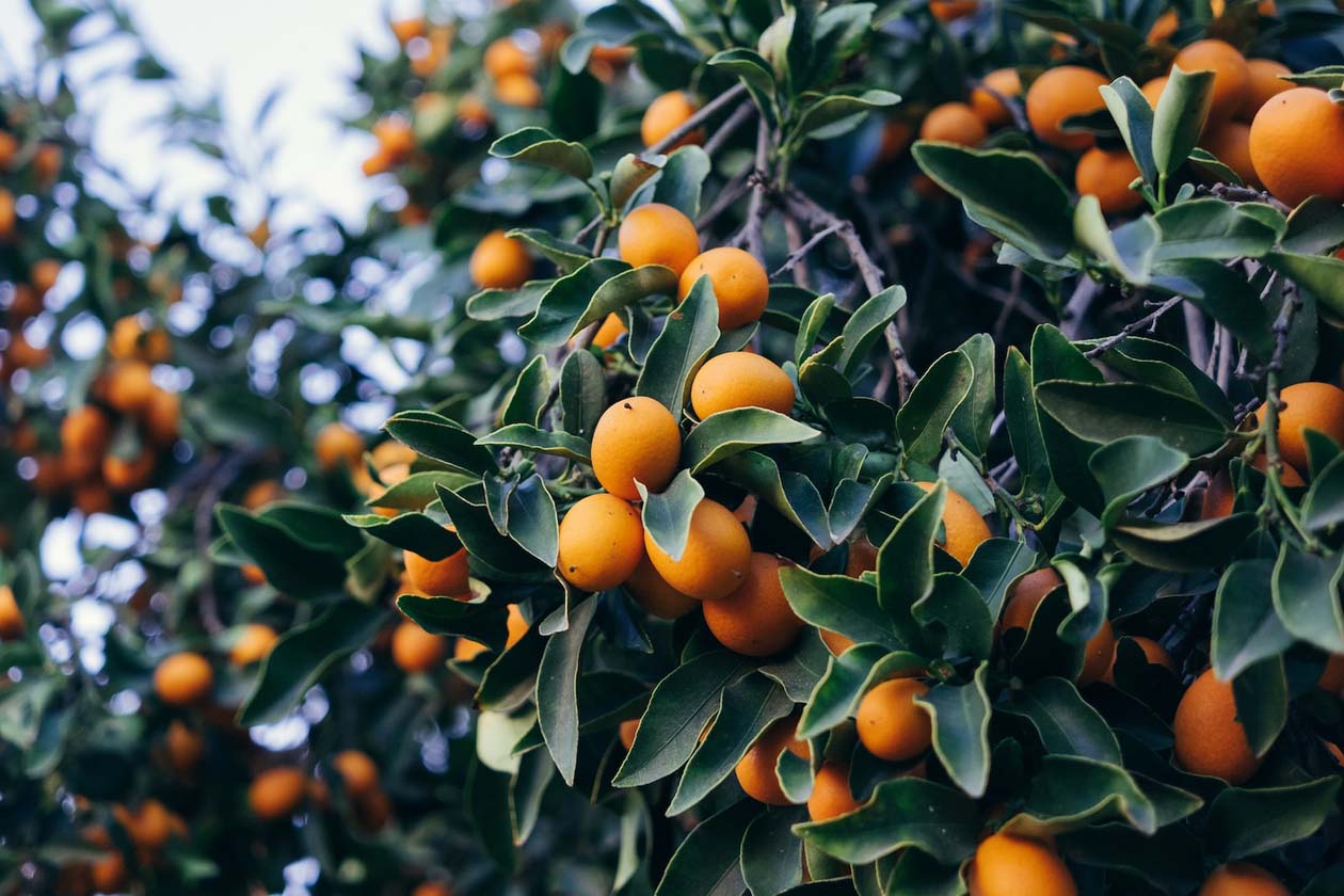 orange tree full of ripe oranges