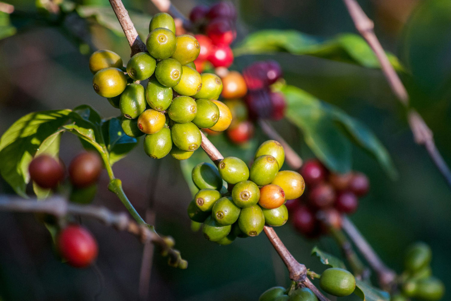 Plant with green coffee beans