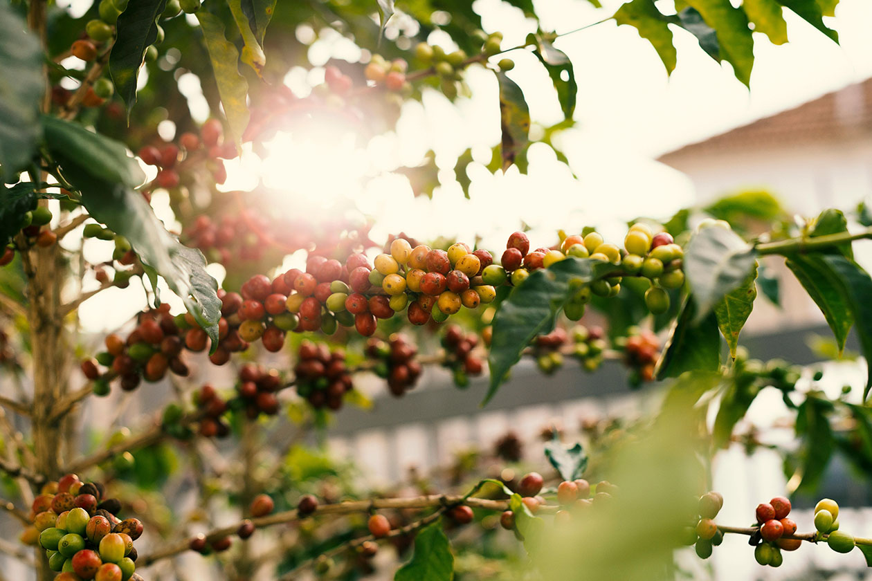 Red and yellow coffee berries on a branch