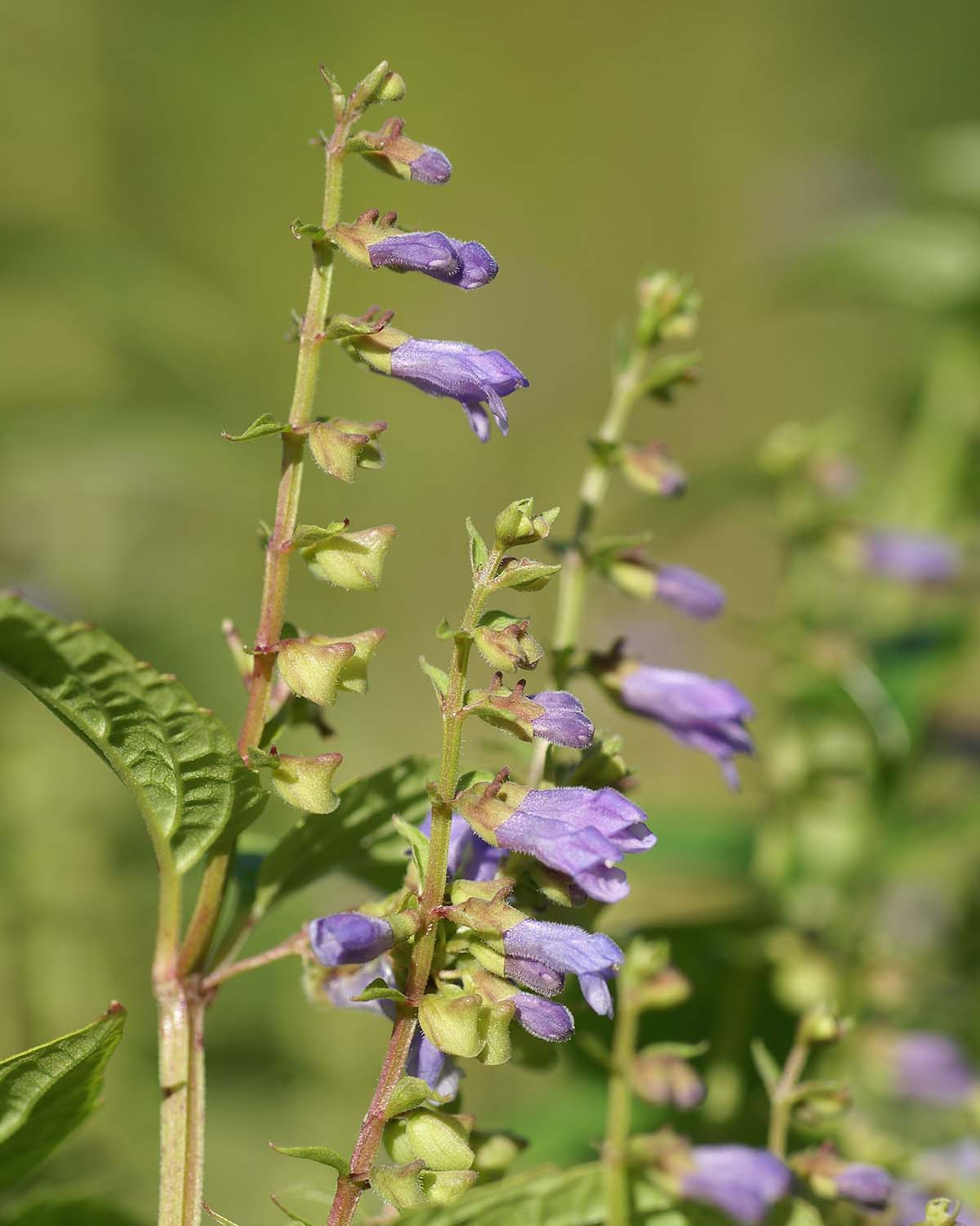 flowering skullcap (Scutellaria lateriflora)