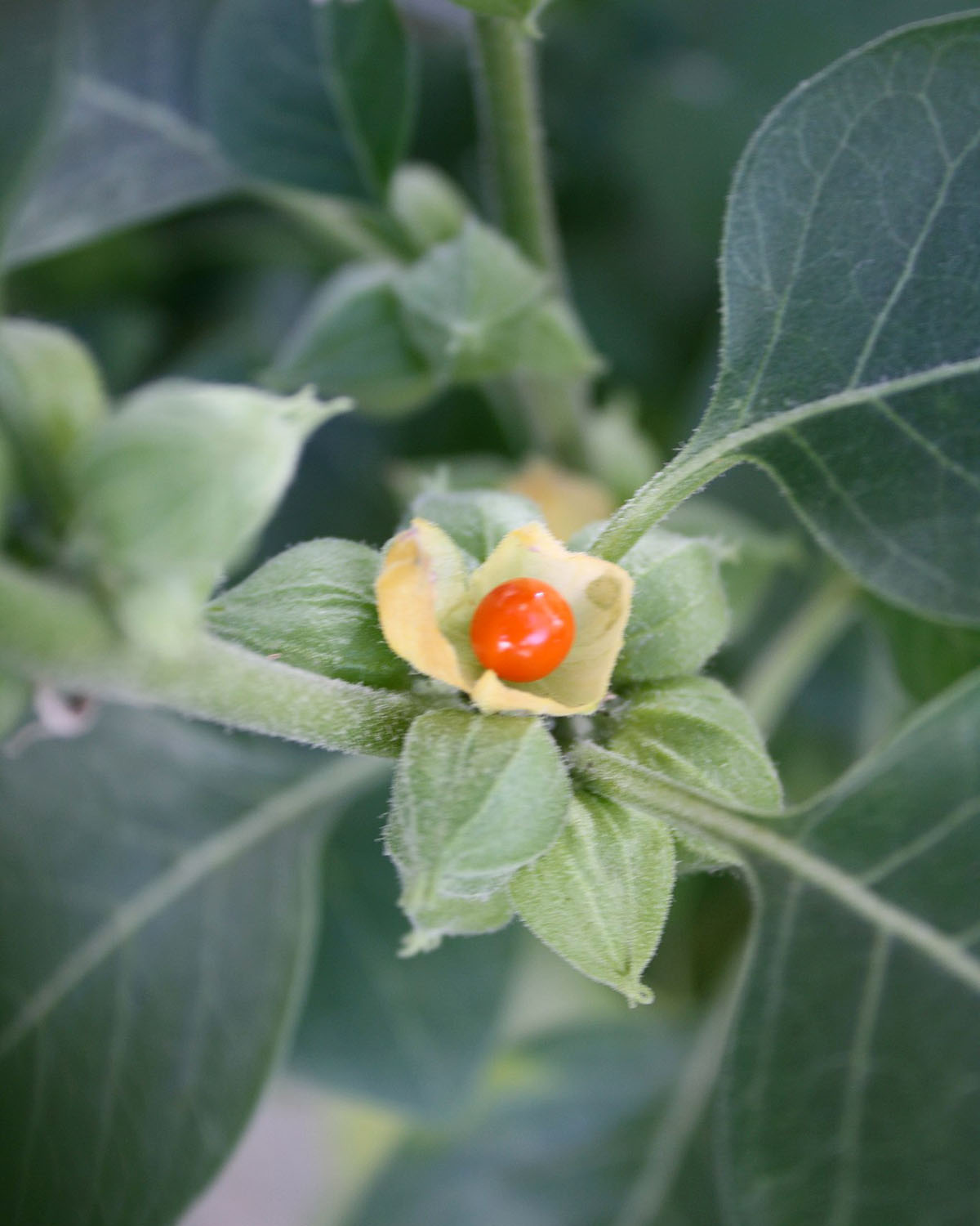 close-up photo of ashwagandha flower or winter cherry