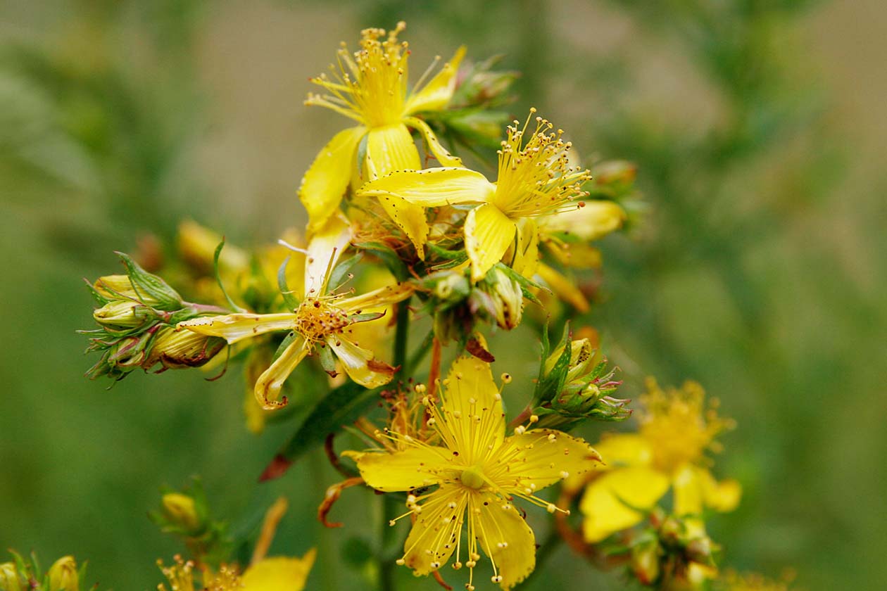 St. John's Wort flower