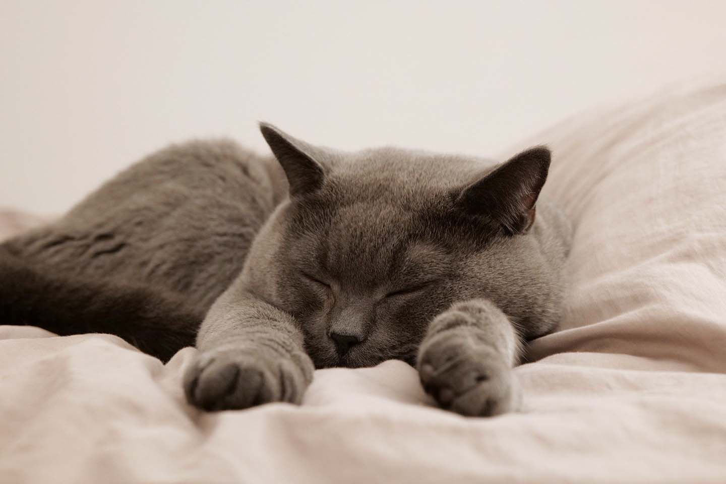 gray cat sleeping on a blanket