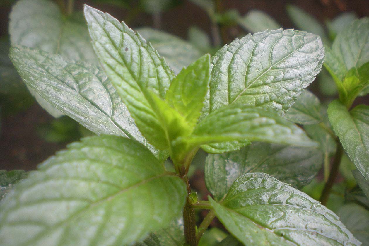 close-up photo of peppermint leaves