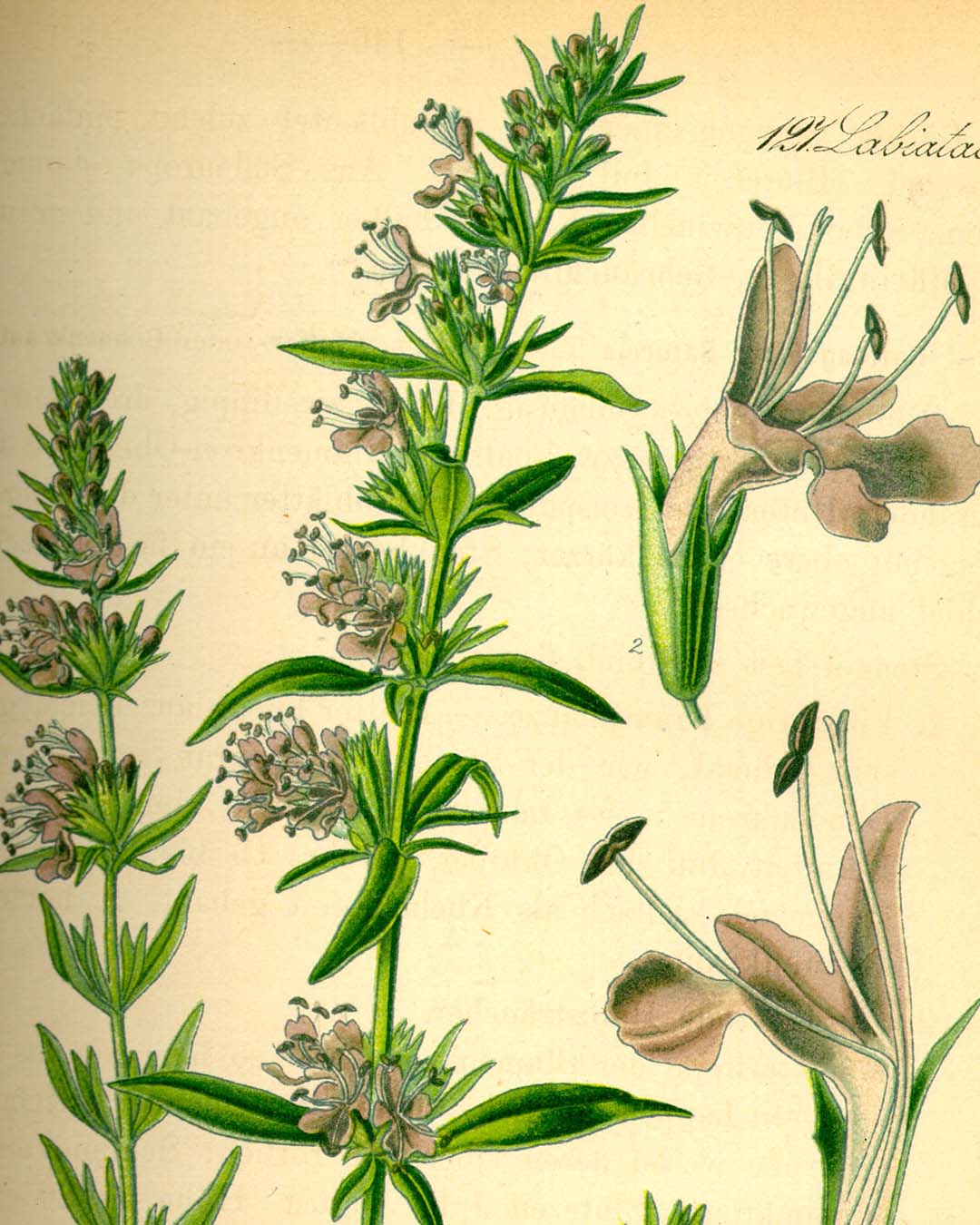 illustration of a hyssop plant