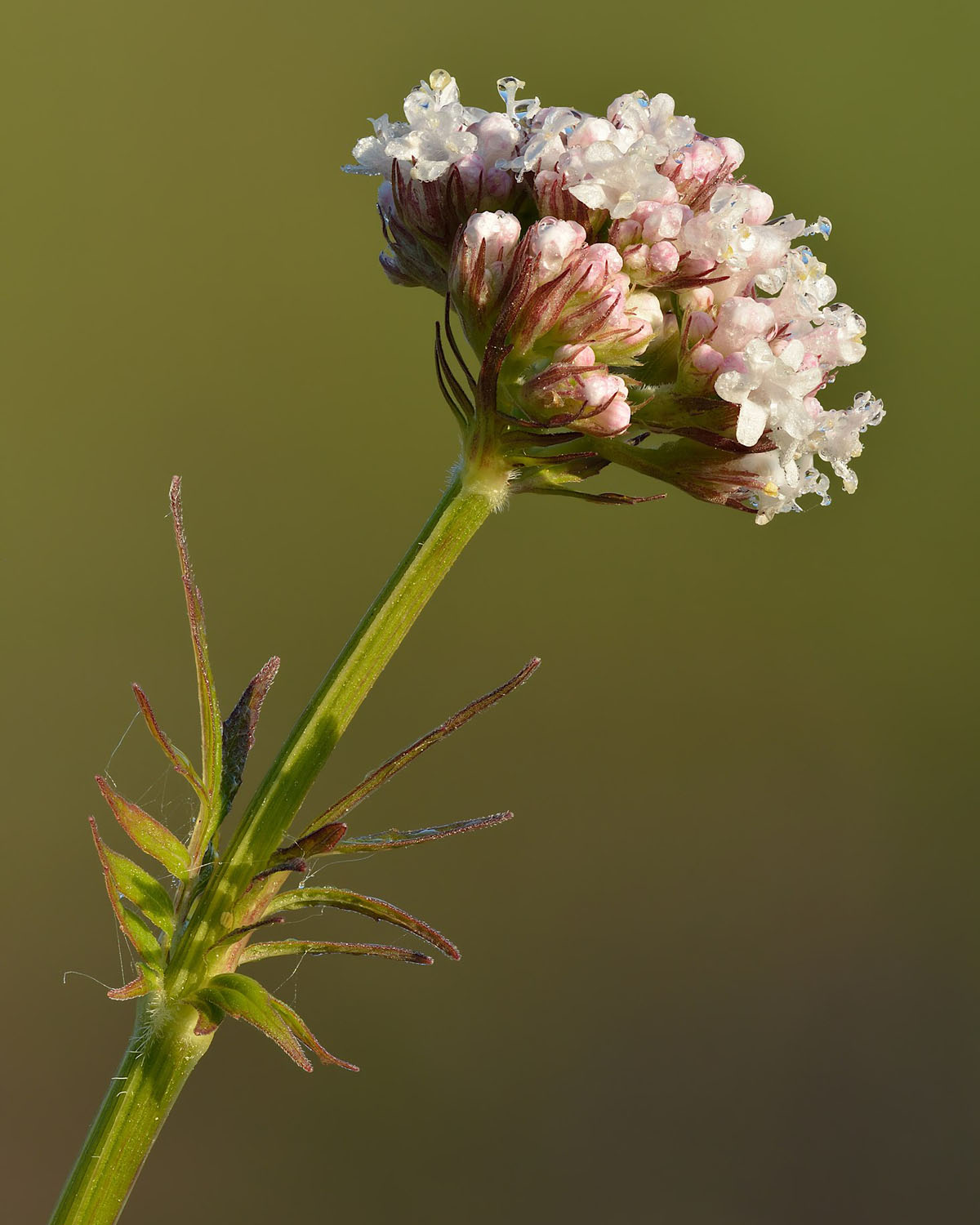 a close-up shot of a valerian plant, Valeriana officinalis
