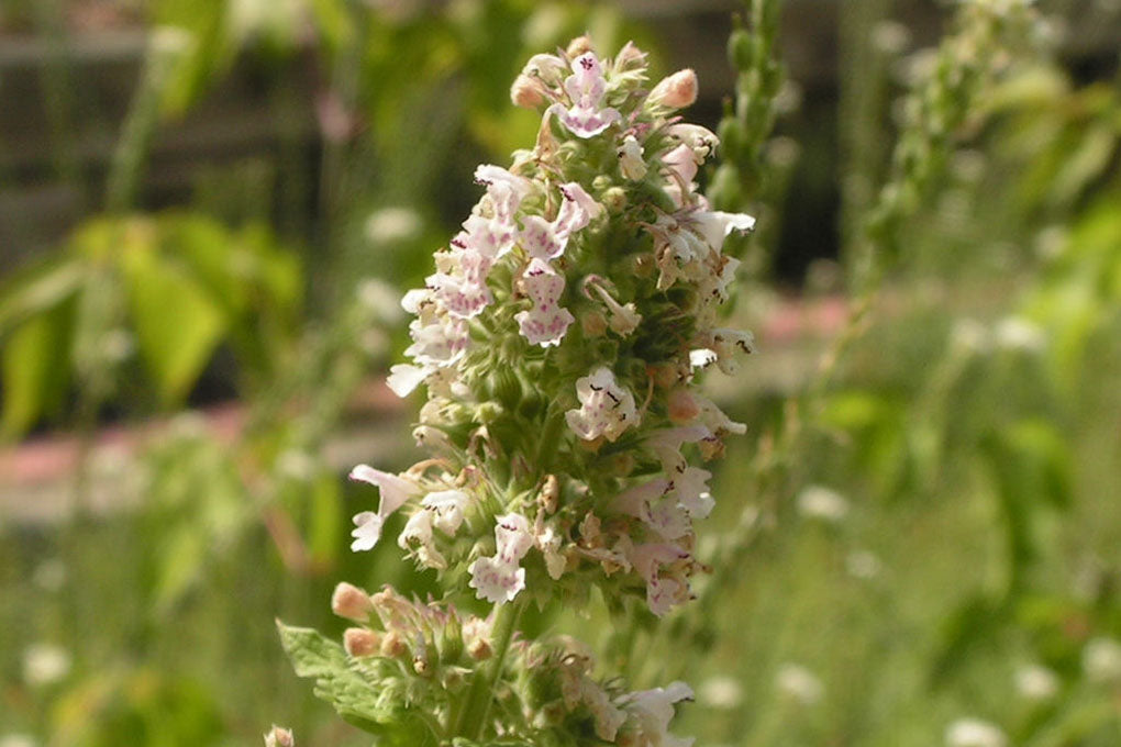 Flowering catnip