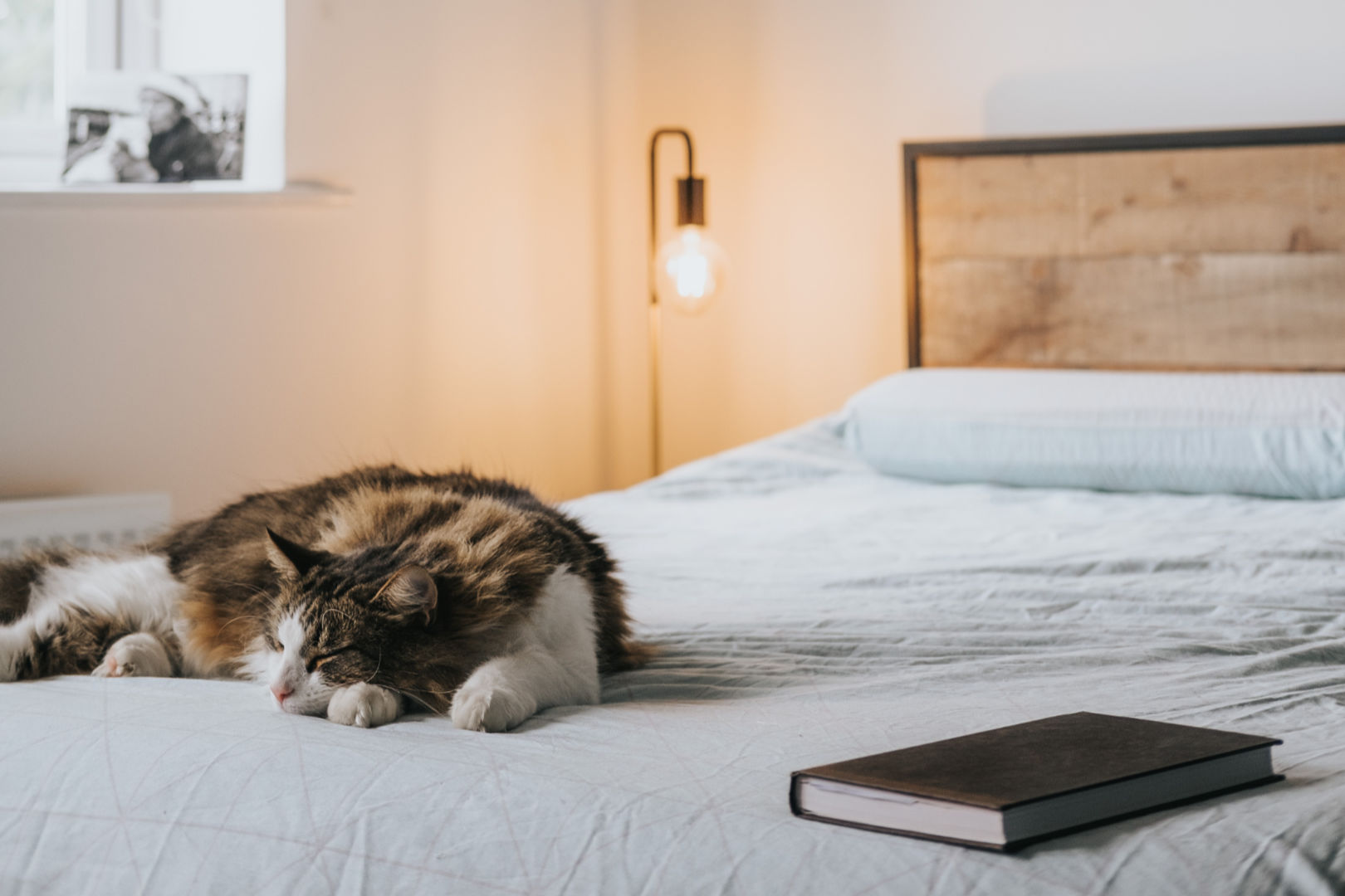 A cat peacefully sleeping with a journal on the bed.
