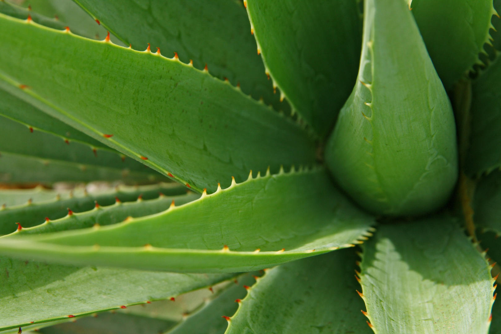 A close up shot of aloe vera plant.
