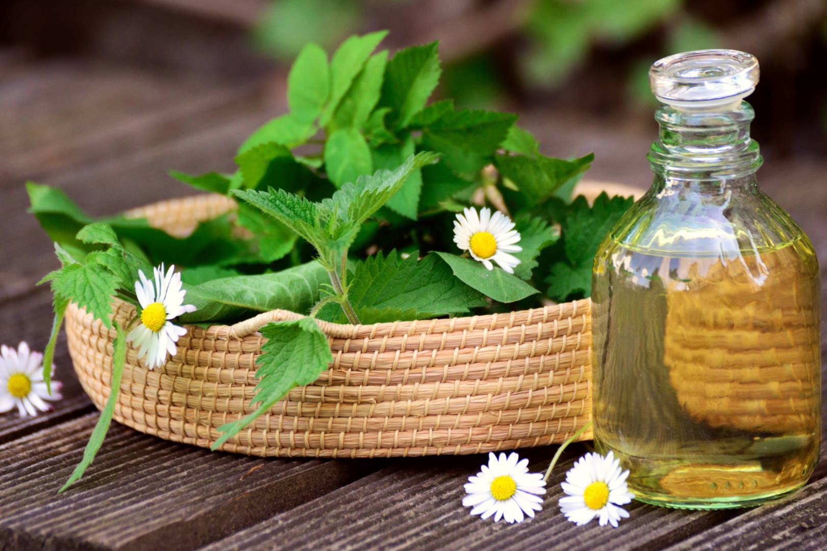 A bunch of chamomile flowers and leaves in a woven basket beside a glass container filled with oil.